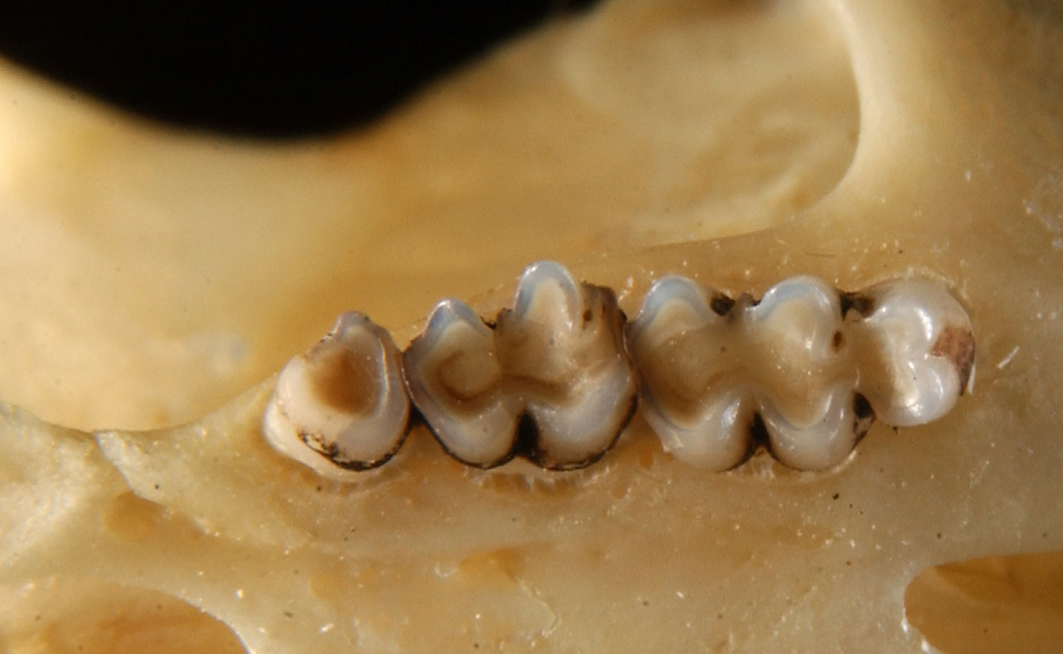 upper_molars6423