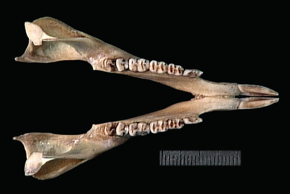 Vertebrata