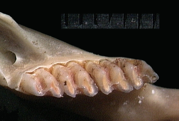 Deuterostomia