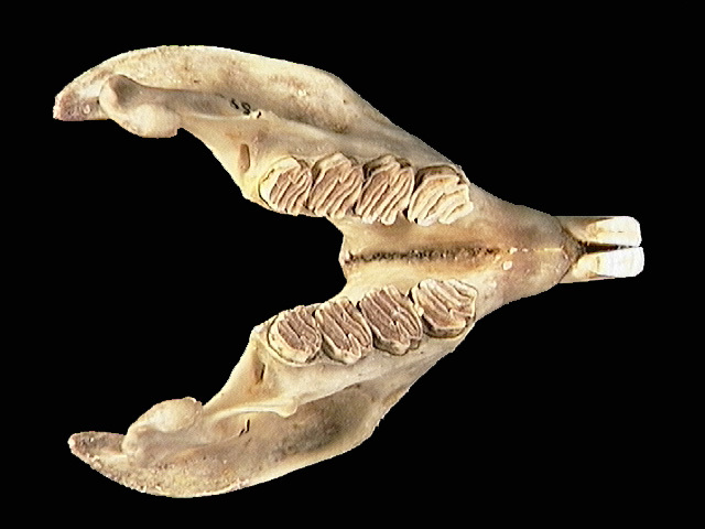 Eumetazoa