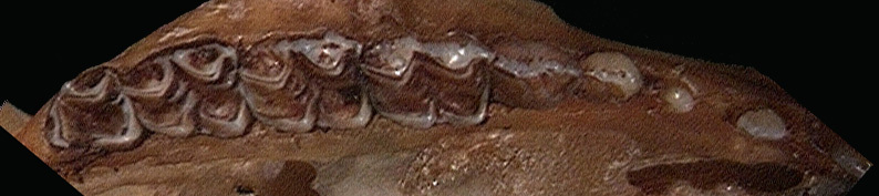 Pseudocheiridae
