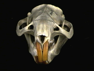 Eumetazoa