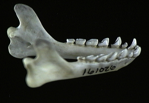 Pteropodidae