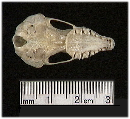 Scalopus aquaticus