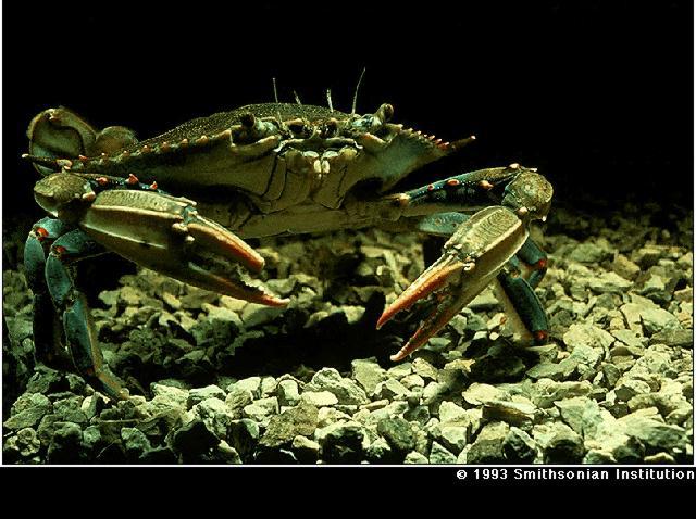 Callinectes sapidus