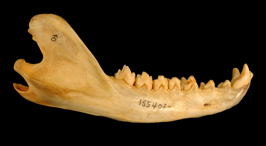 ADW: Thylacinus cynocephalus: SPECIMENS