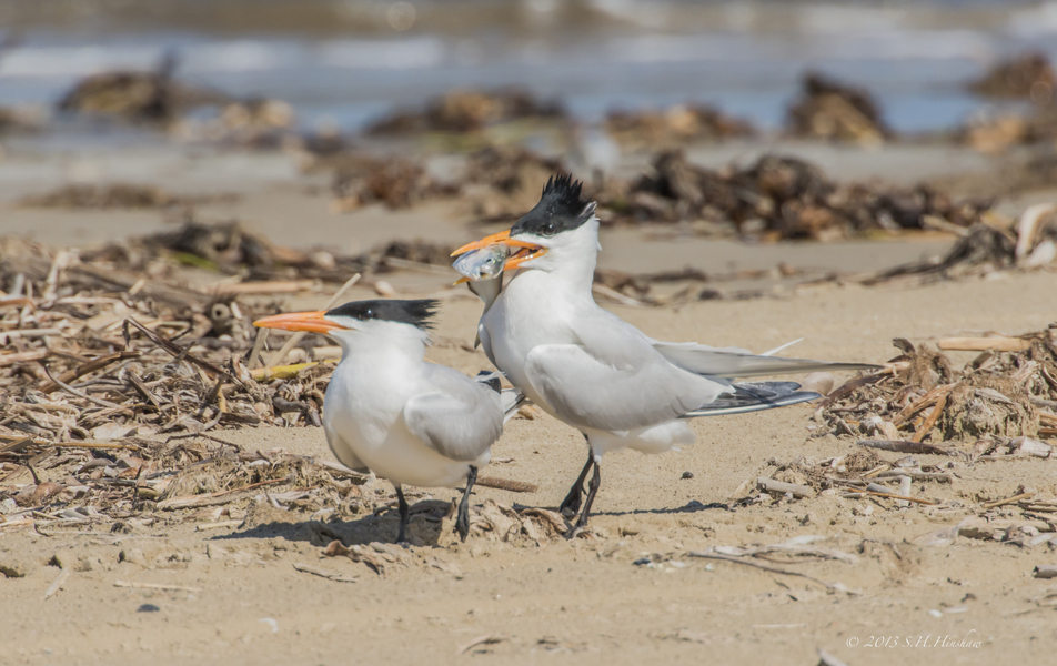 Charadriiformes