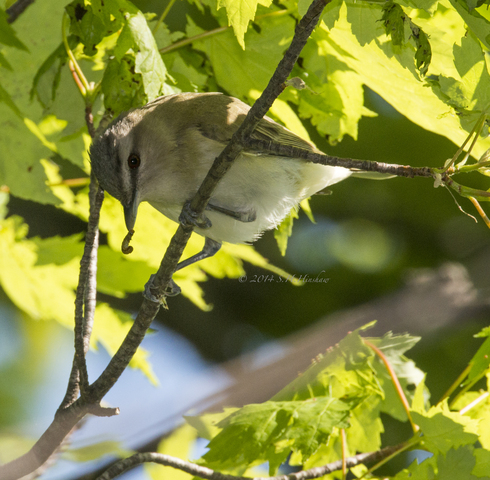 Photo of Vireo olivaceus