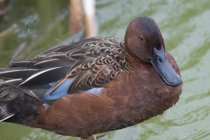 Photo of Anas cyanoptera