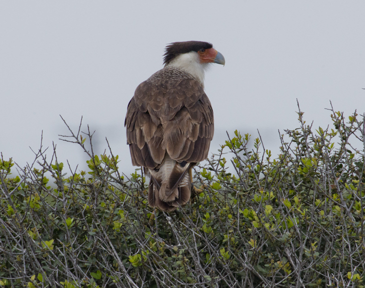 Falconidae