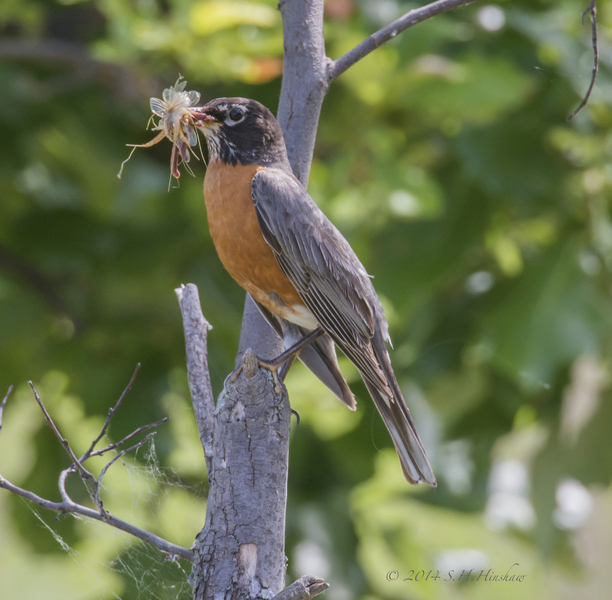 Robin-SHH_1523