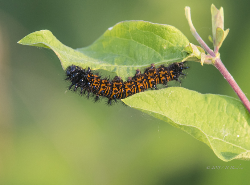 Baltimore_Checkerspot_SHH_8079