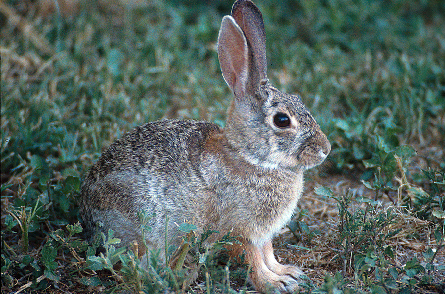 Sylvilagus