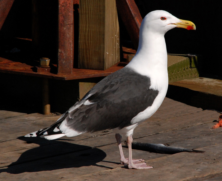 Charadriiformes