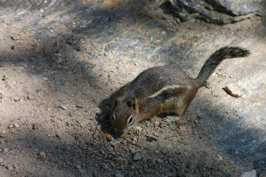 Spermophilus lateralis