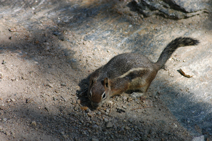 ADW: Vertebrata: PICTURES