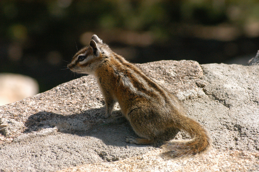 Sciuridae