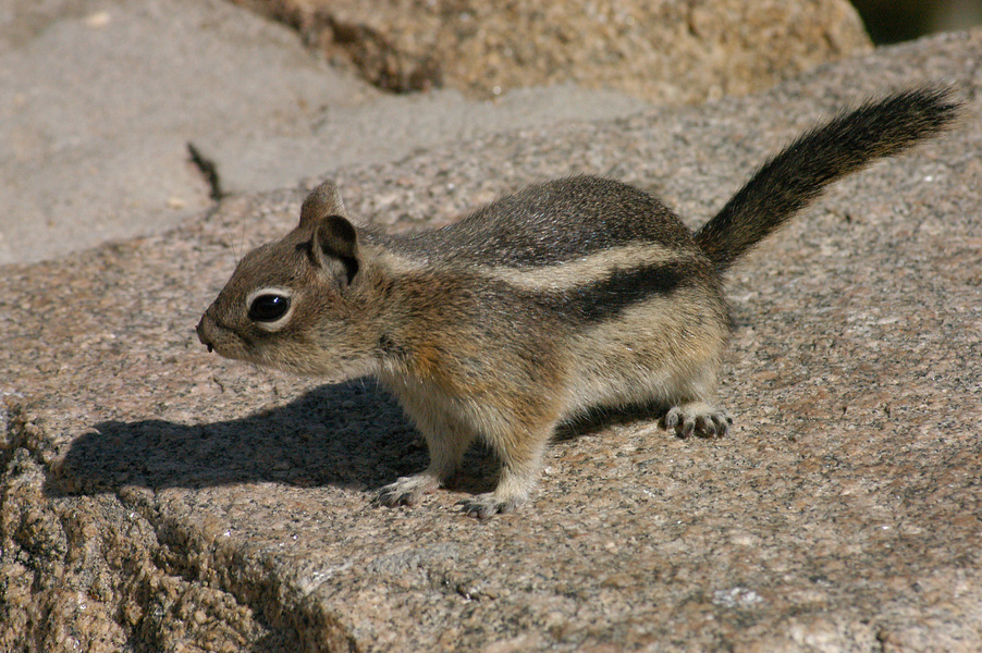 Spermophilus