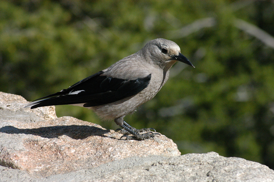 Nucifraga columbiana