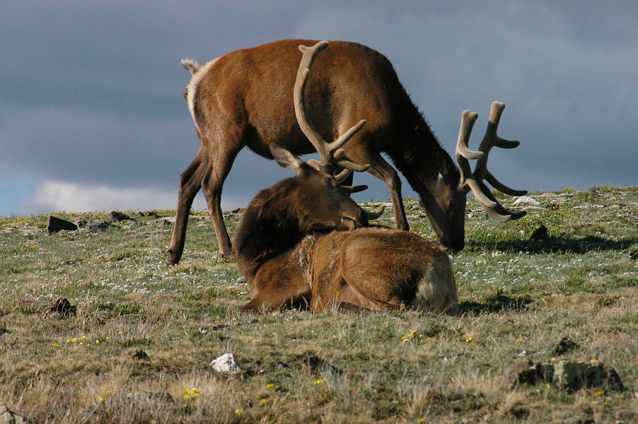 Cervus elaphus