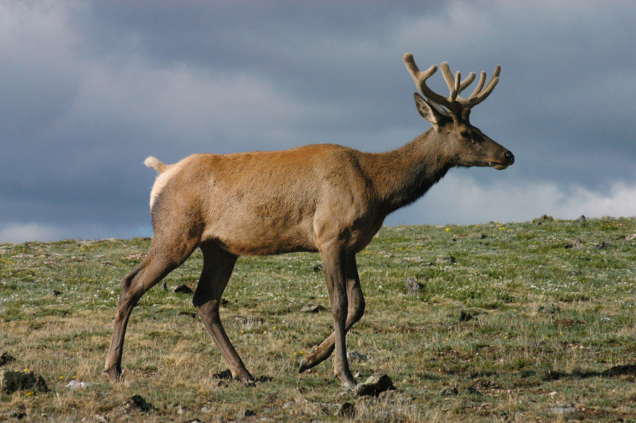 Cervus elaphus