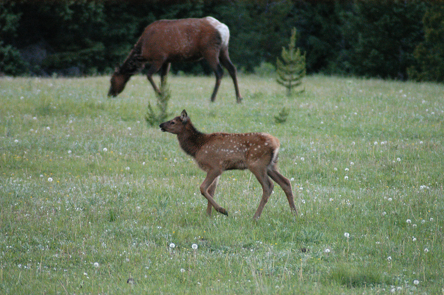 Cervidae