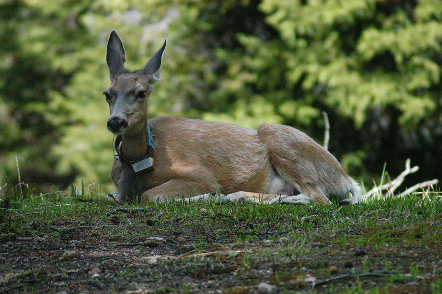 Odocoileus virginianus