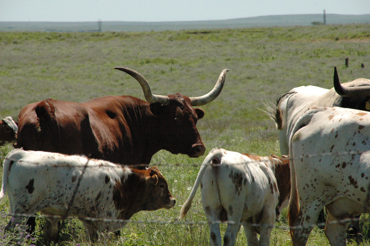 Photo of Bos taurus