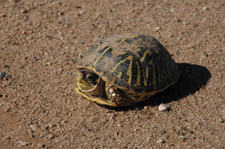 Adw: Terrapene Ornata: Information