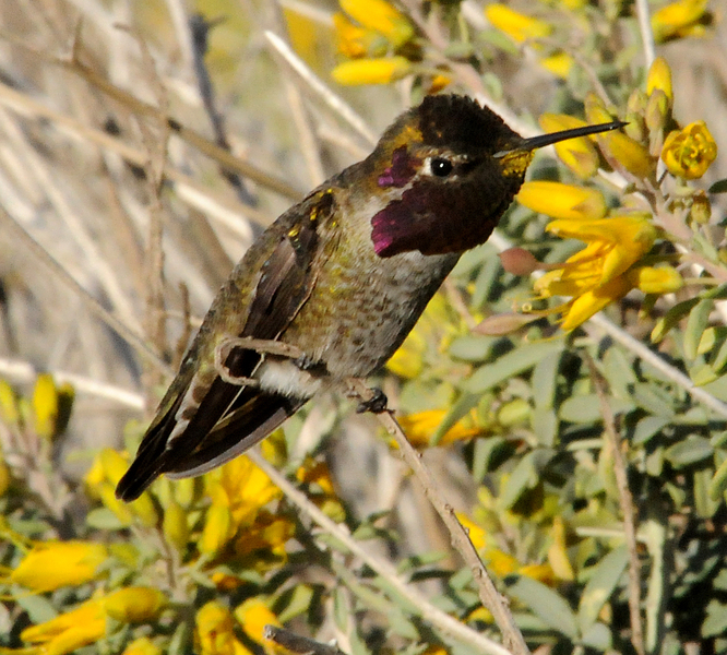 Calypte anna