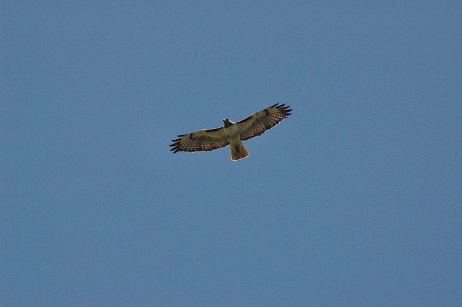 Buteo jamaicensis