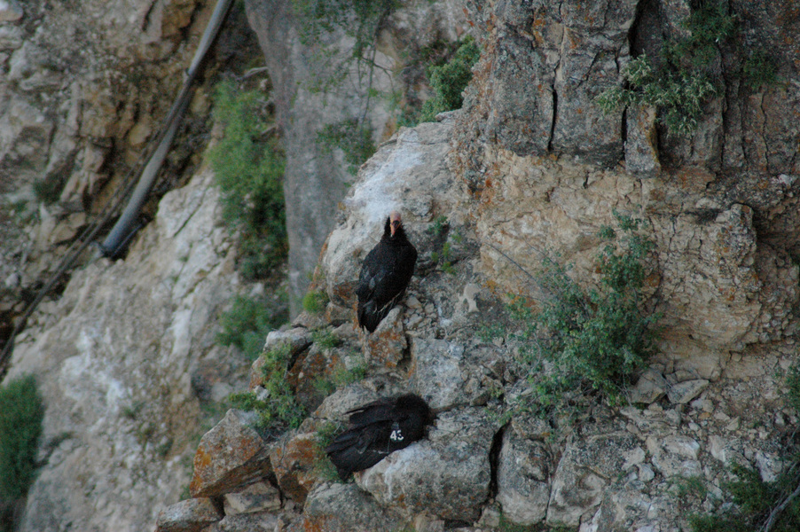 Falconiformes