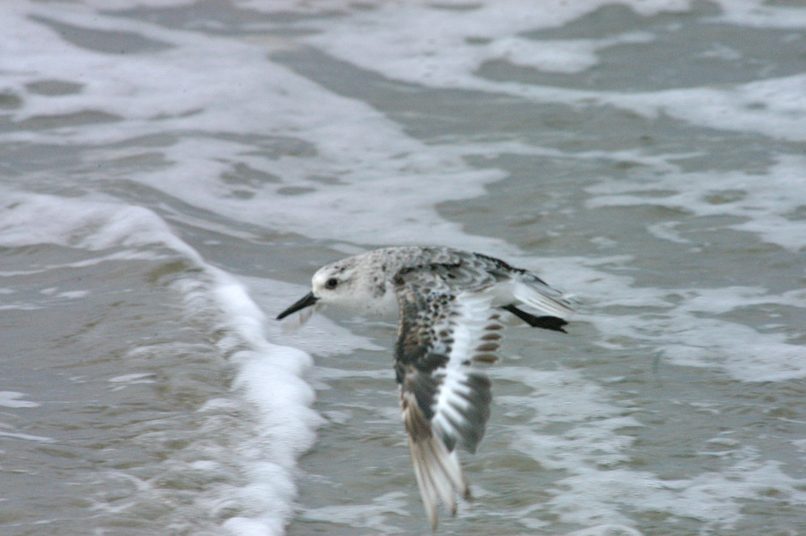 Calidris alba