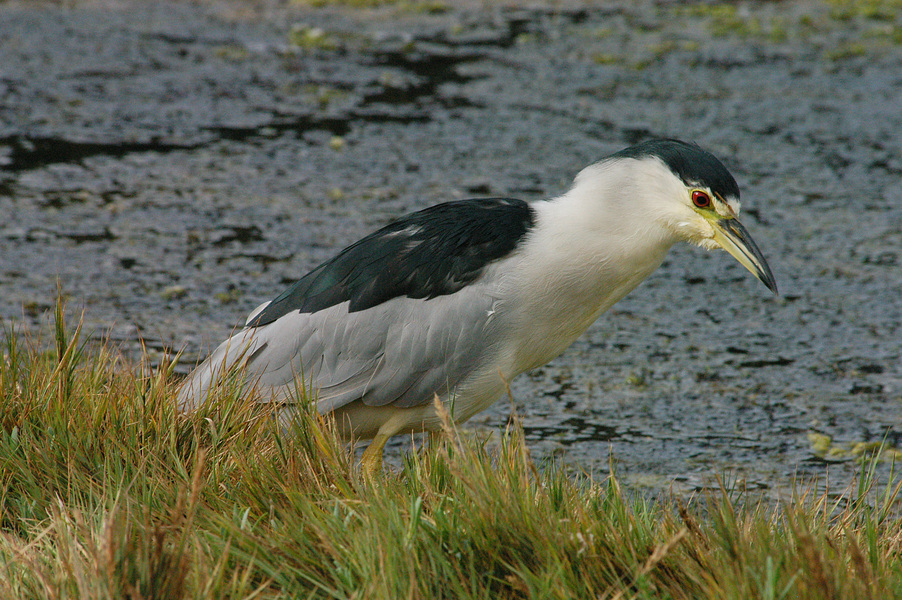 Deuterostomia