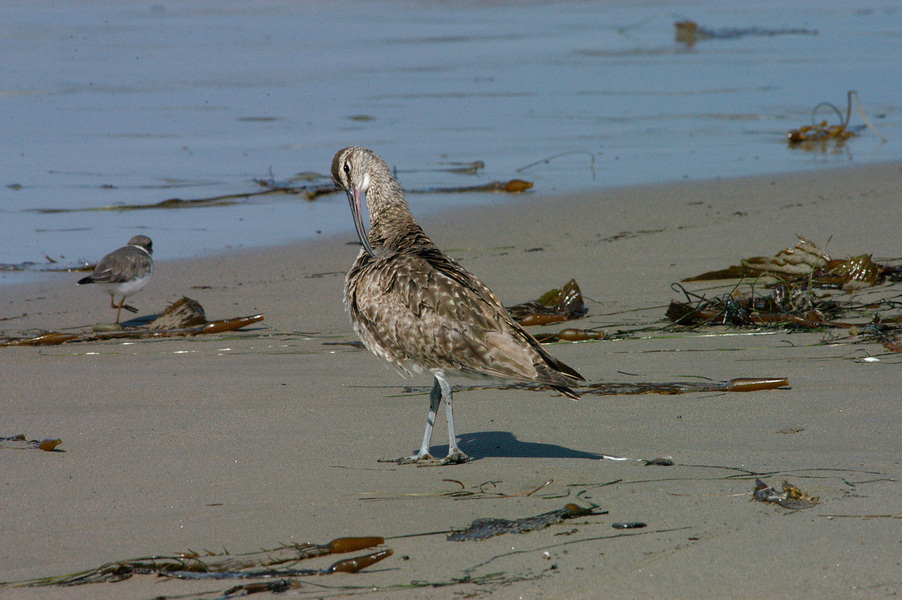 Charadriiformes