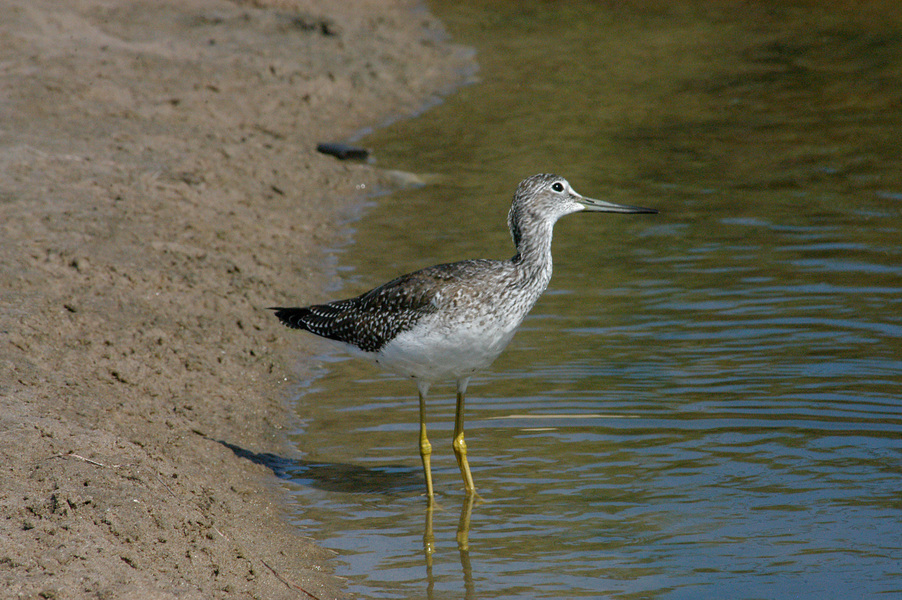 Tringa melanoleuca