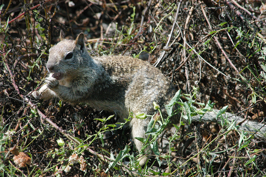 Spermophilus