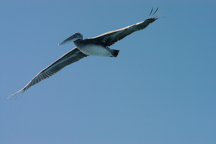Photo of Pelecanus occidentalis