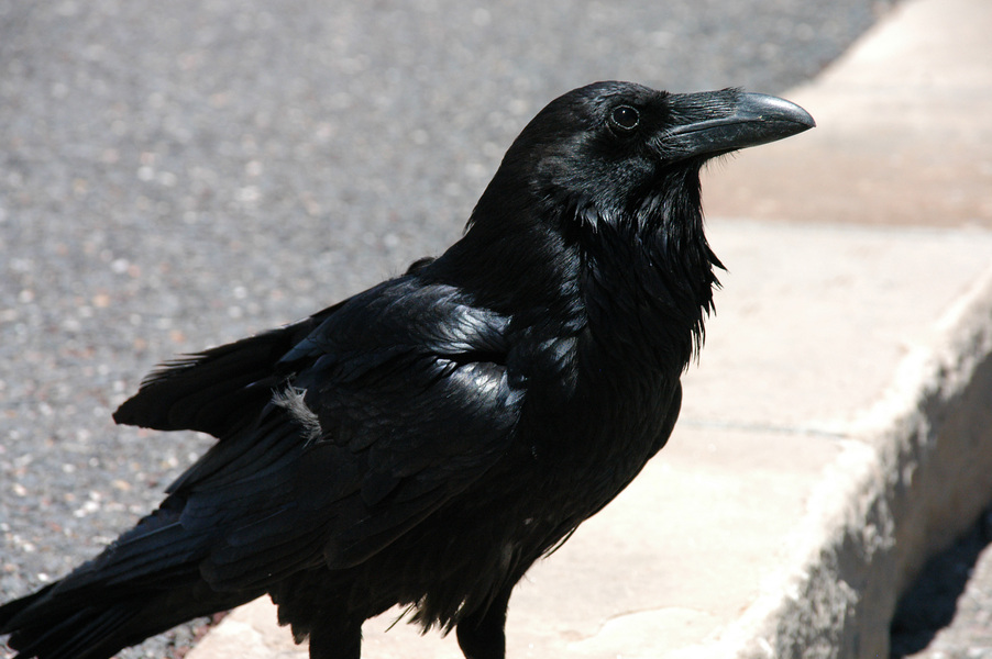 Corvus corax