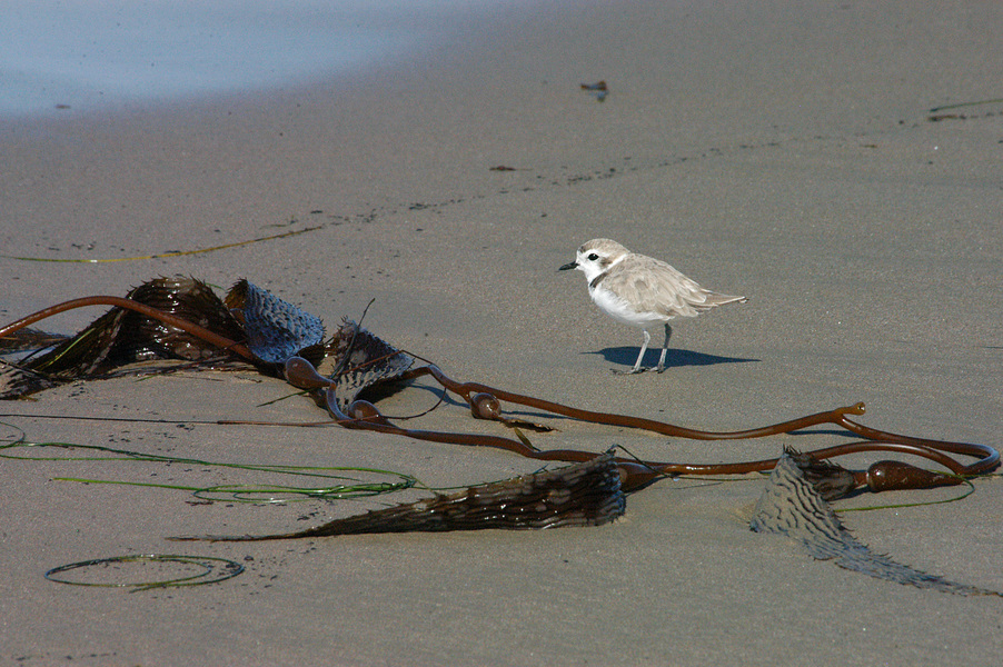 Charadriidae