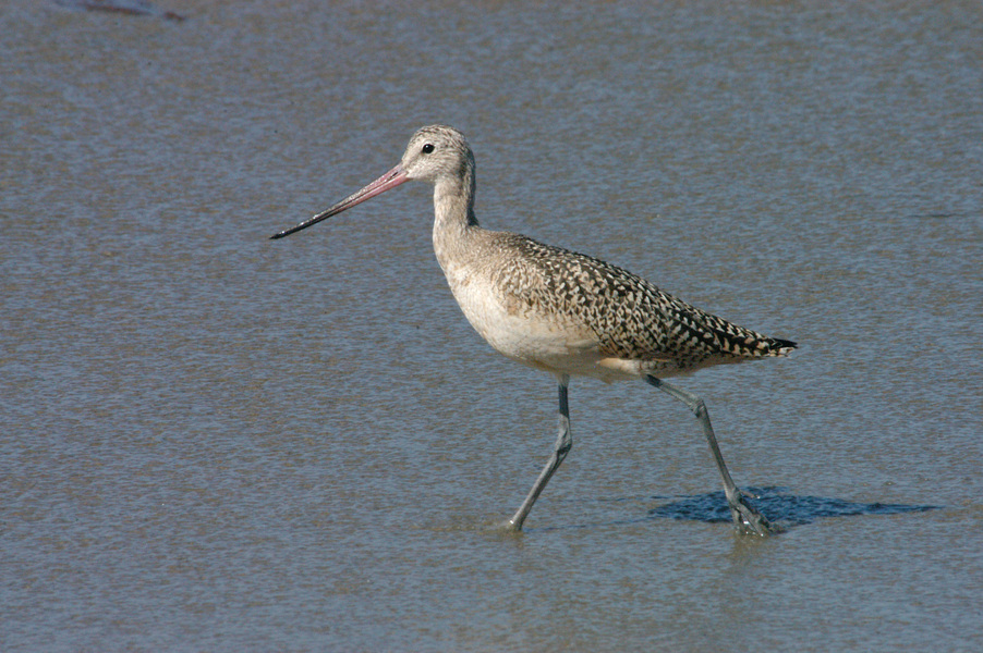 Marbled Godwit in habitat