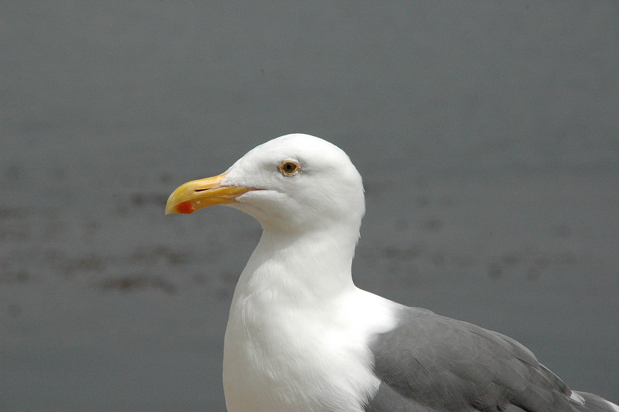 Larus occidentalis