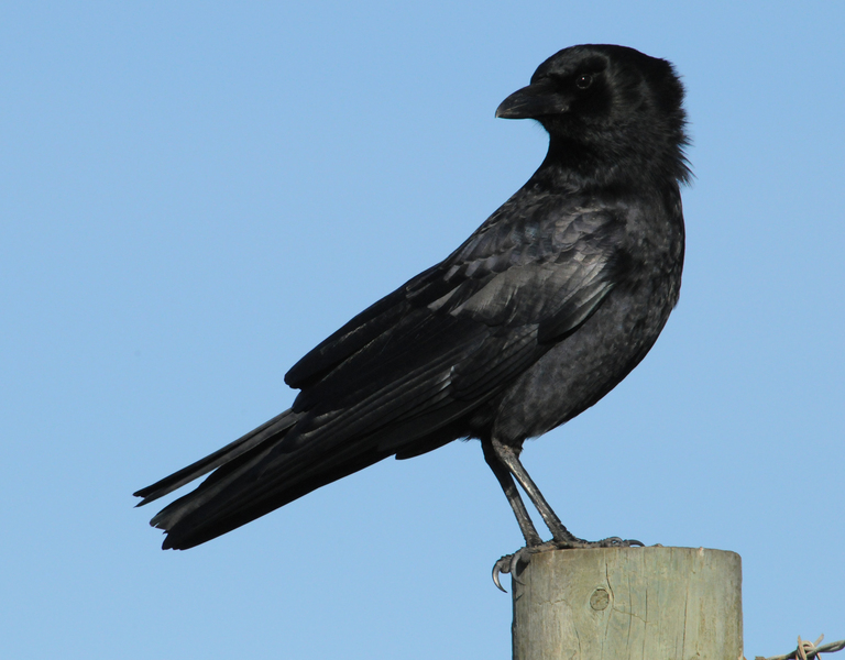 Corvus