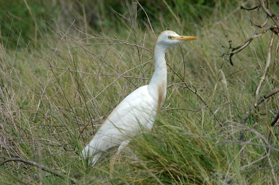 Bubulcus ibis