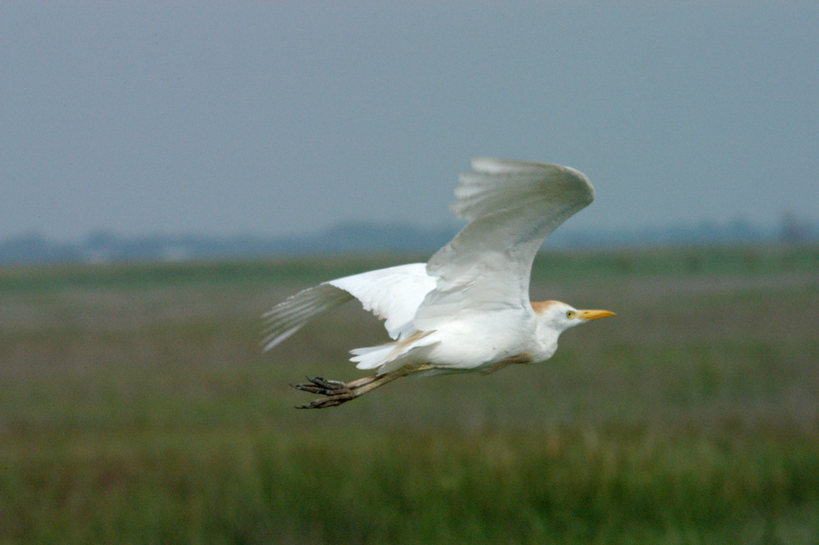 Bubulcus ibis