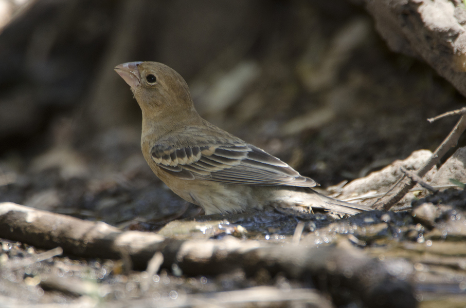 Passerina caerulea