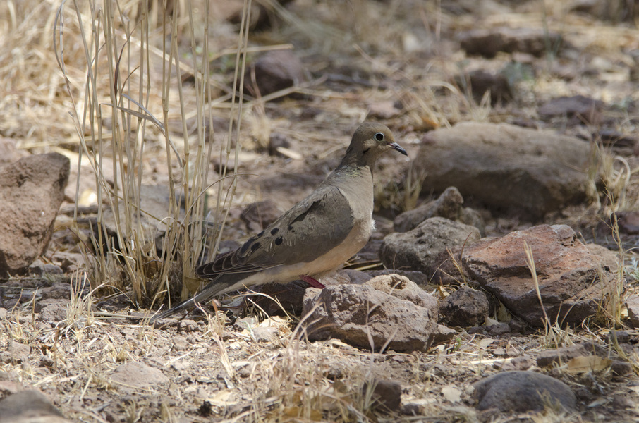 Columbidae