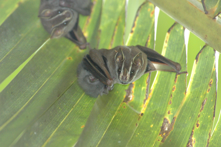 Photo of Uroderma bilobatum