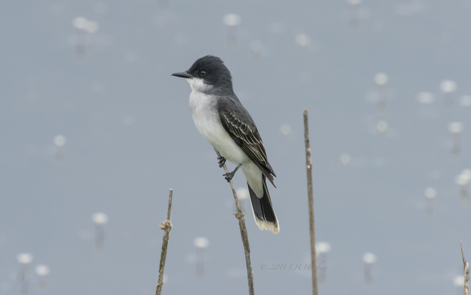 E_Kingbird-SHH_2048