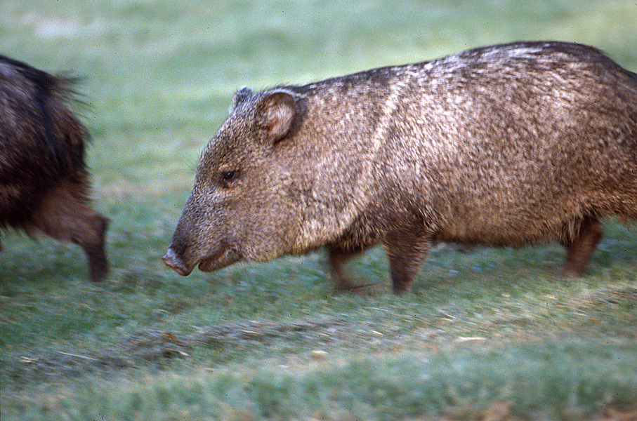 Peccary5a